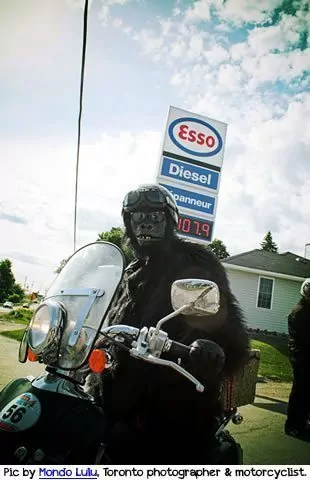 Gorilla on a scooter