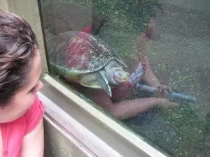 Shh! Turtles sleeping!