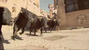 Bullrun charing bulls