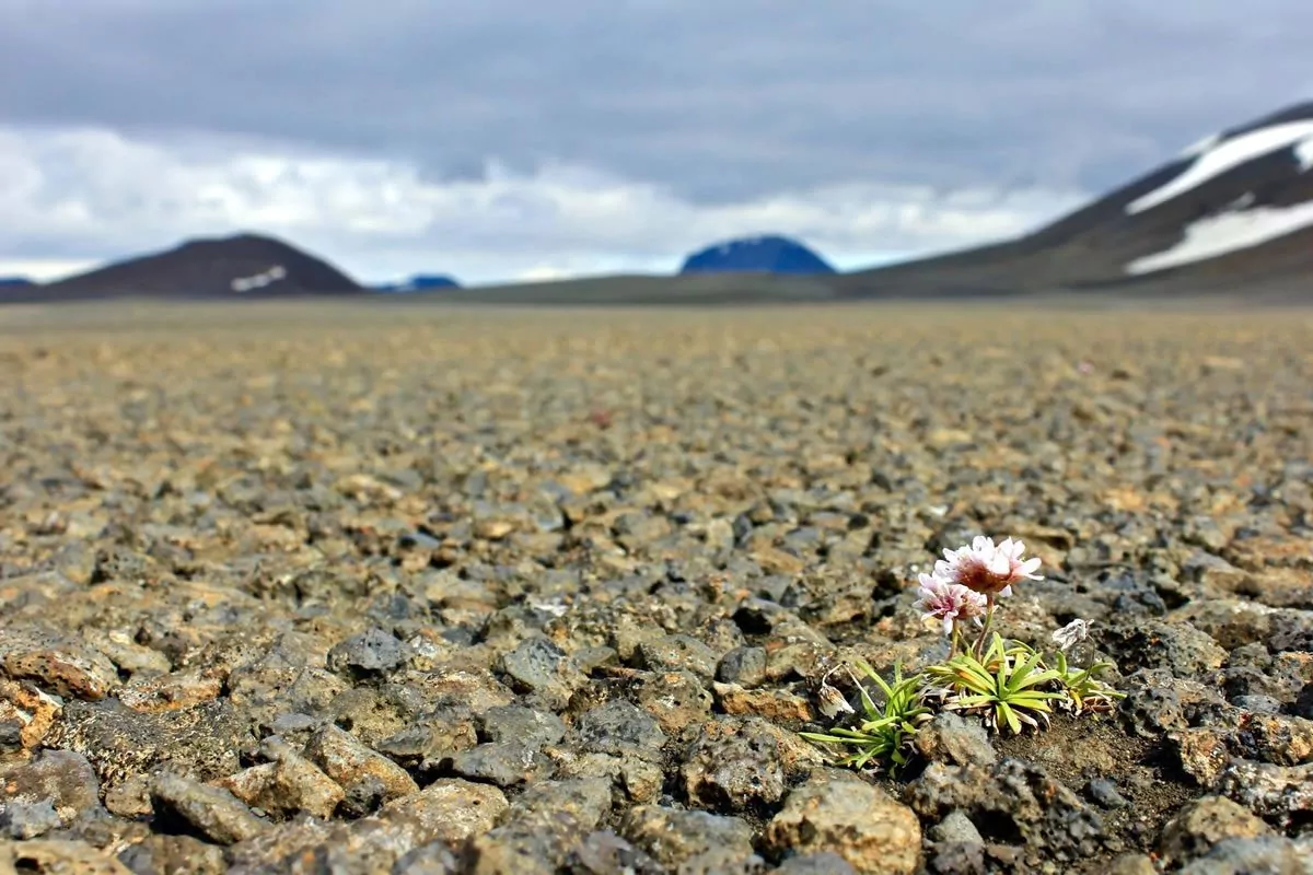 Iceland - Flower in Dirt Road