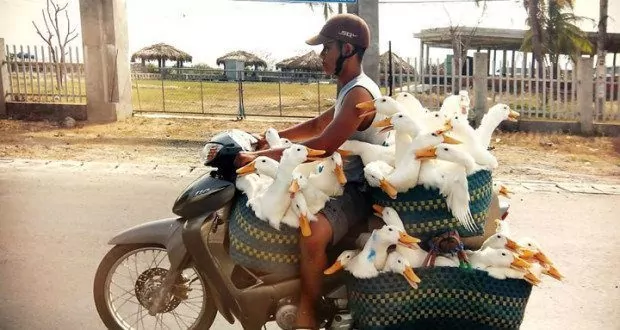 Motorcyclist with Ducks