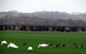 Wild geese and whooper swans at the Inch Island Wildlife Reserve