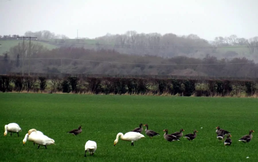 Wild geese and whooper swans at the Inch Island Wildlife Reserve
