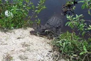 Fresh water alligator